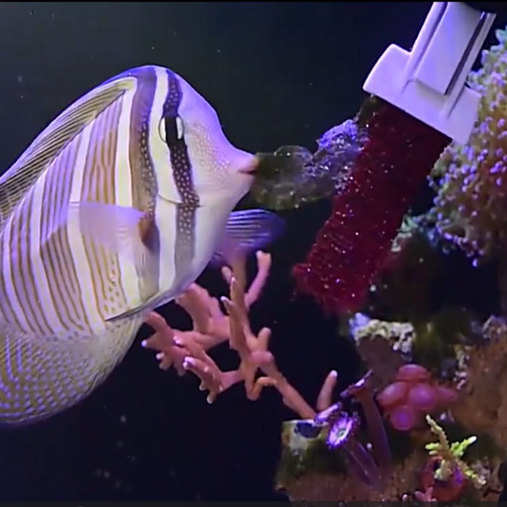 Магнитный зажим для водорослей – обзор и цена Aquarium Marine Services