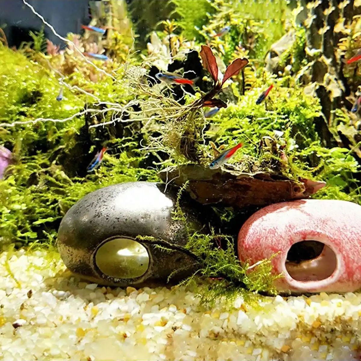 1 шт.-250 г натуральные криста – обзор и цена Marine Aquarium For Sale