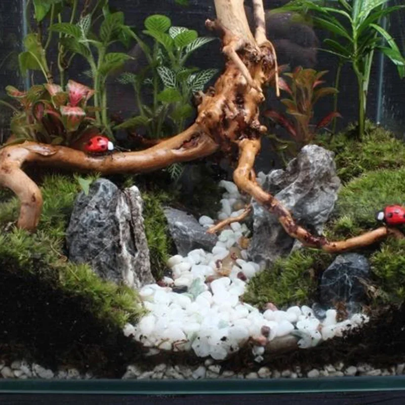 Натуральный ствол дерева Drift – обзор и цена Marine Aquarium For Sale